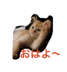 藤原動物園（個別スタンプ：5）