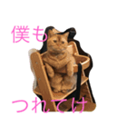 藤原動物園（個別スタンプ：6）