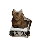 にゃんこ まみ.1（個別スタンプ：1）