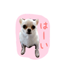 大好きないぬたちスタンプ（個別スタンプ：1）