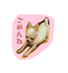 大好きないぬたちスタンプ（個別スタンプ：3）