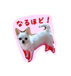 大好きないぬたちスタンプ（個別スタンプ：12）