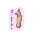 大好きないぬたちスタンプ（個別スタンプ：14）