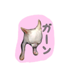 大好きないぬたちスタンプ（個別スタンプ：15）