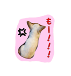 大好きないぬたちスタンプ（個別スタンプ：16）