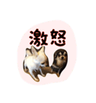 大好きないぬたちスタンプ（個別スタンプ：19）