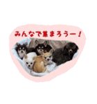 大好きないぬたちスタンプ（個別スタンプ：20）