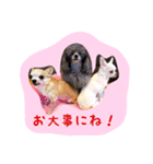 大好きないぬたちスタンプ（個別スタンプ：21）