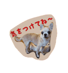 大好きないぬたちスタンプ（個別スタンプ：23）