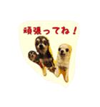 大好きないぬたちスタンプ（個別スタンプ：24）