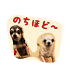大好きないぬたちスタンプ（個別スタンプ：25）