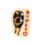 大好きないぬたちスタンプ（個別スタンプ：26）