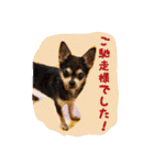 大好きないぬたちスタンプ（個別スタンプ：28）
