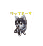 大好きないぬたちスタンプ（個別スタンプ：31）