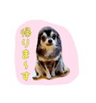 大好きないぬたちスタンプ（個別スタンプ：32）