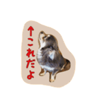 大好きないぬたちスタンプ（個別スタンプ：34）