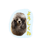 大好きないぬたちスタンプ（個別スタンプ：37）