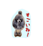 大好きないぬたちスタンプ（個別スタンプ：38）
