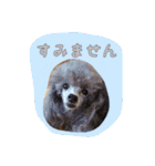 大好きないぬたちスタンプ（個別スタンプ：39）