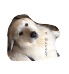 犬の日（個別スタンプ：1）