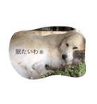 犬の日（個別スタンプ：2）