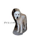犬の日（個別スタンプ：3）