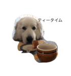 犬の日（個別スタンプ：4）