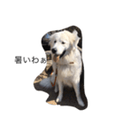 犬の日（個別スタンプ：6）
