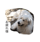 犬の日（個別スタンプ：7）