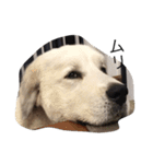 犬の日（個別スタンプ：11）