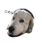 犬の日（個別スタンプ：12）