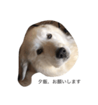 犬の日（個別スタンプ：13）