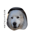 犬の日（個別スタンプ：14）