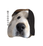 犬の日（個別スタンプ：16）