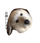 犬の日（個別スタンプ：18）