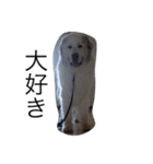 犬の日（個別スタンプ：20）