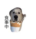 犬の日（個別スタンプ：21）