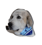 犬の日（個別スタンプ：22）