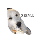 犬の日（個別スタンプ：24）