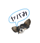 夜叉丸くん（個別スタンプ：10）