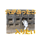 夜叉丸くん（個別スタンプ：13）