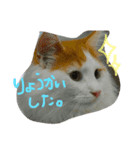 ノルウェージャンキャット【はぴくん】（個別スタンプ：4）
