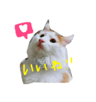 ノルウェージャンキャット【はぴくん】（個別スタンプ：8）