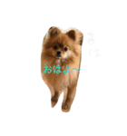 可愛いポメラニアンシンバ（個別スタンプ：1）