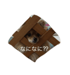 可愛いポメラニアンシンバ（個別スタンプ：6）