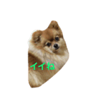 可愛いポメラニアンシンバ（個別スタンプ：9）