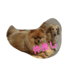可愛いポメラニアンシンバ（個別スタンプ：10）