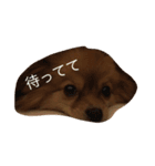 可愛いポメラニアンシンバ（個別スタンプ：11）