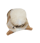 可愛いポメラニアンシンバ（個別スタンプ：12）