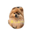 可愛いポメラニアンシンバ（個別スタンプ：13）